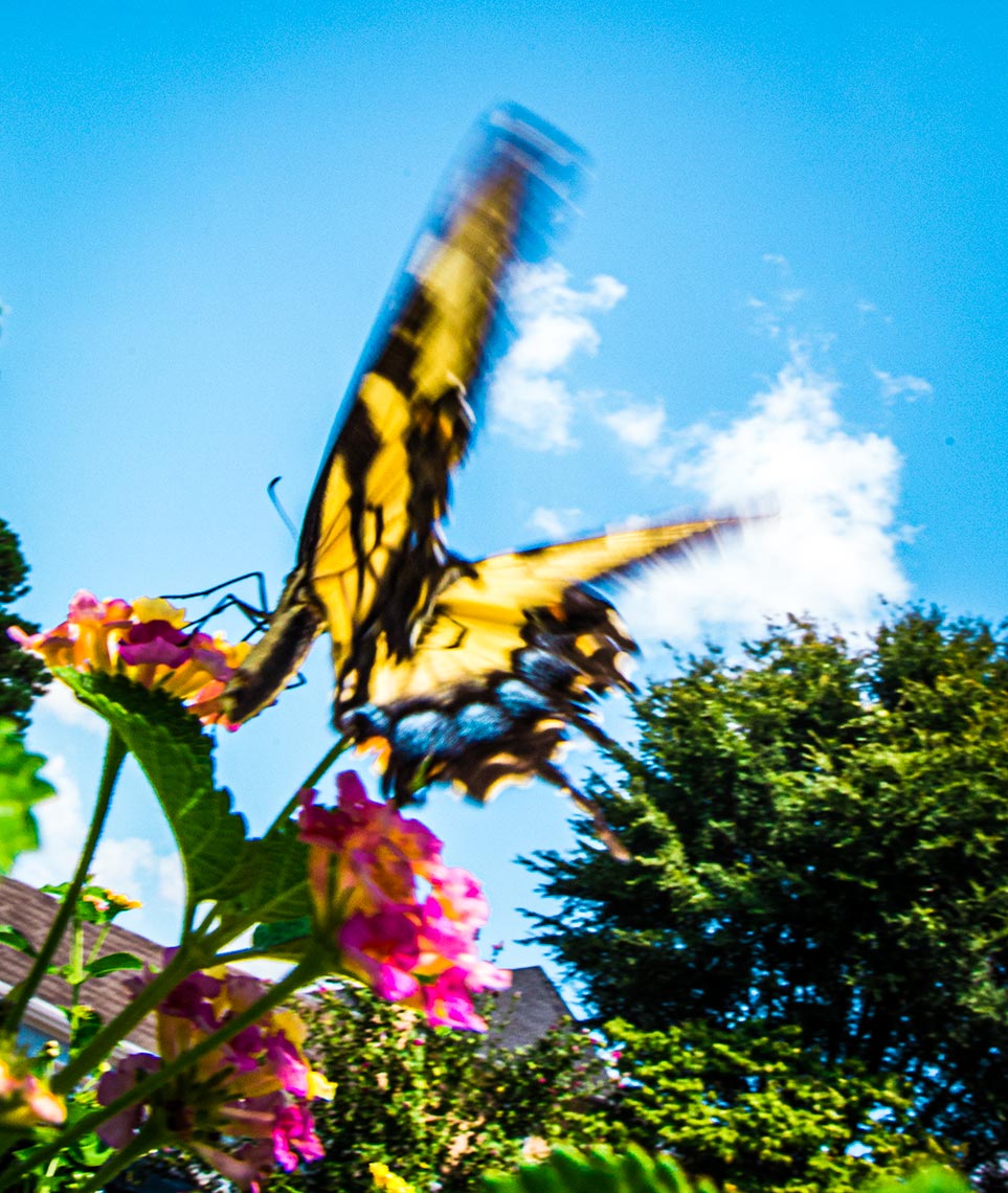 Butterfly-web